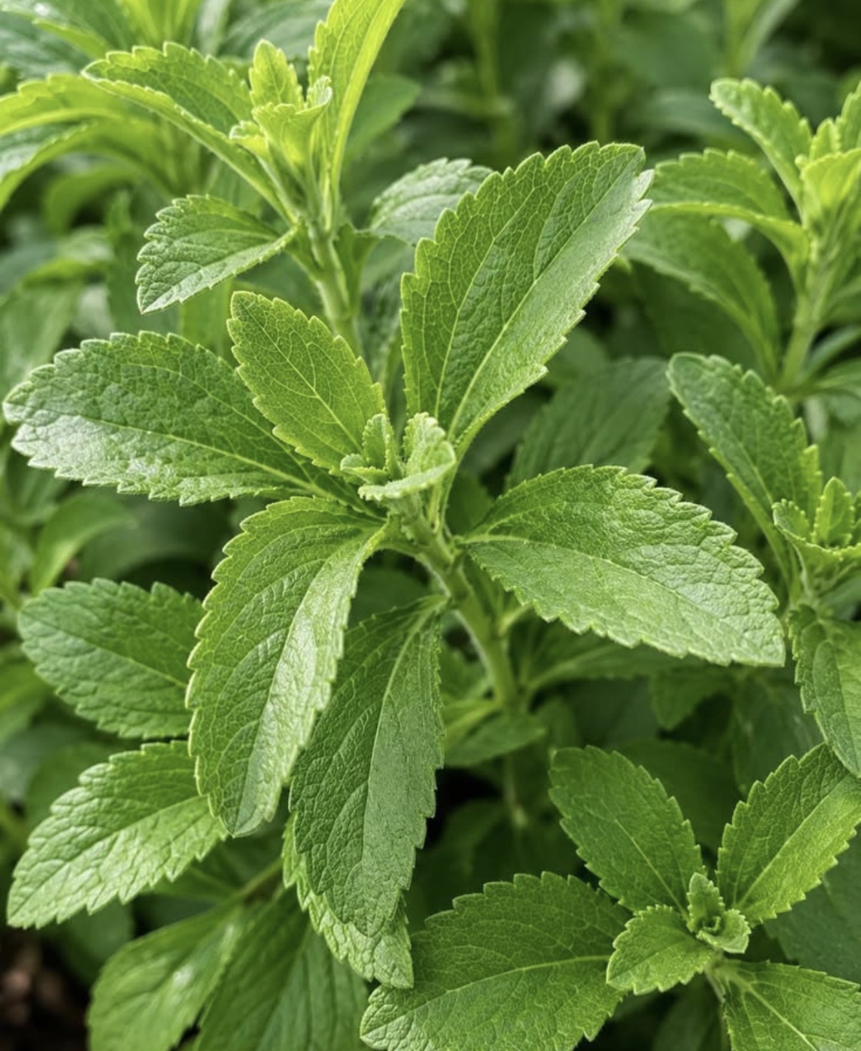 Hojas de stevia